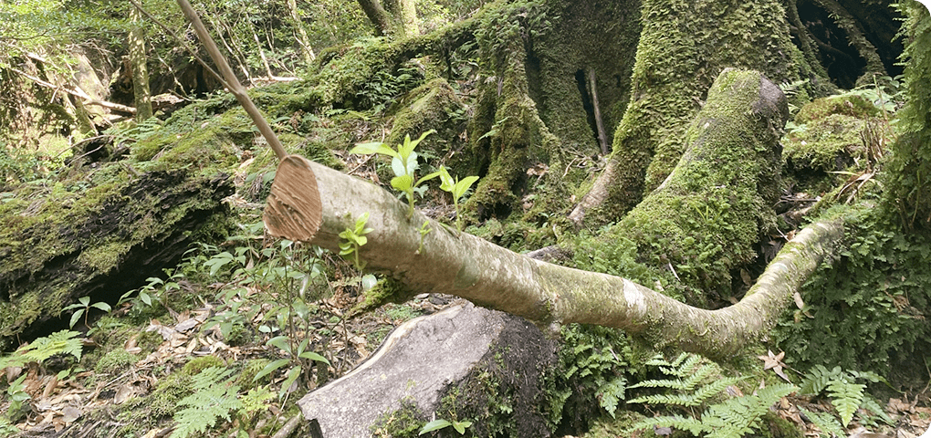 山の保有者様へ